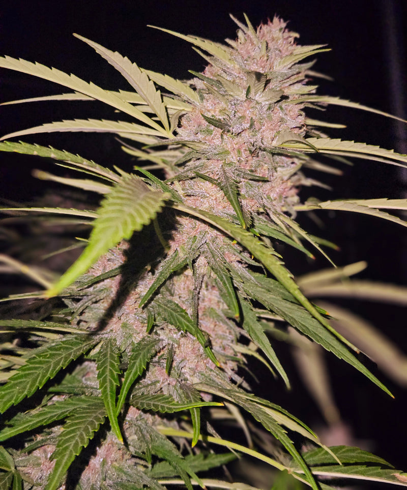 Growing Feminized Seeds Outdoors: A Complete Guide