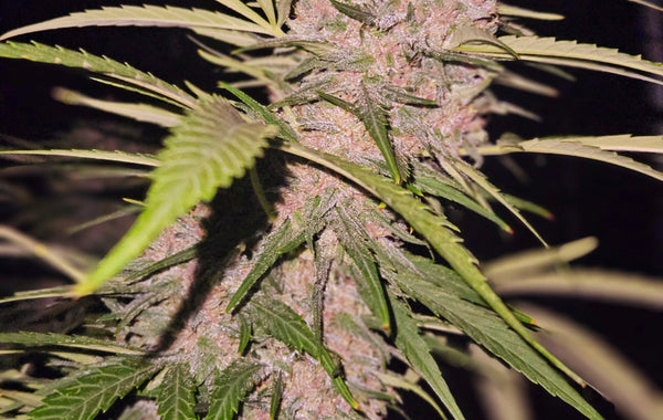 Cakeberry Brulee Strain: Effects, Flavors & More