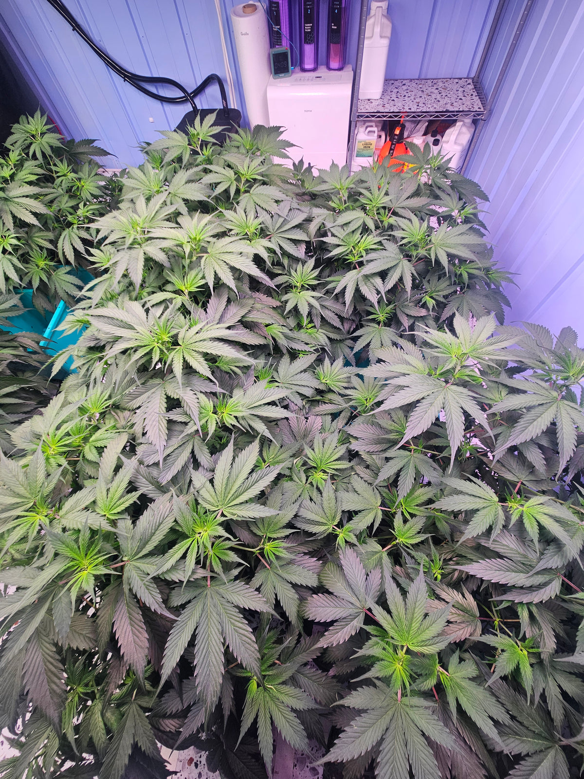 How to Create Feminized Cannabis Seeds: A Complete Guide