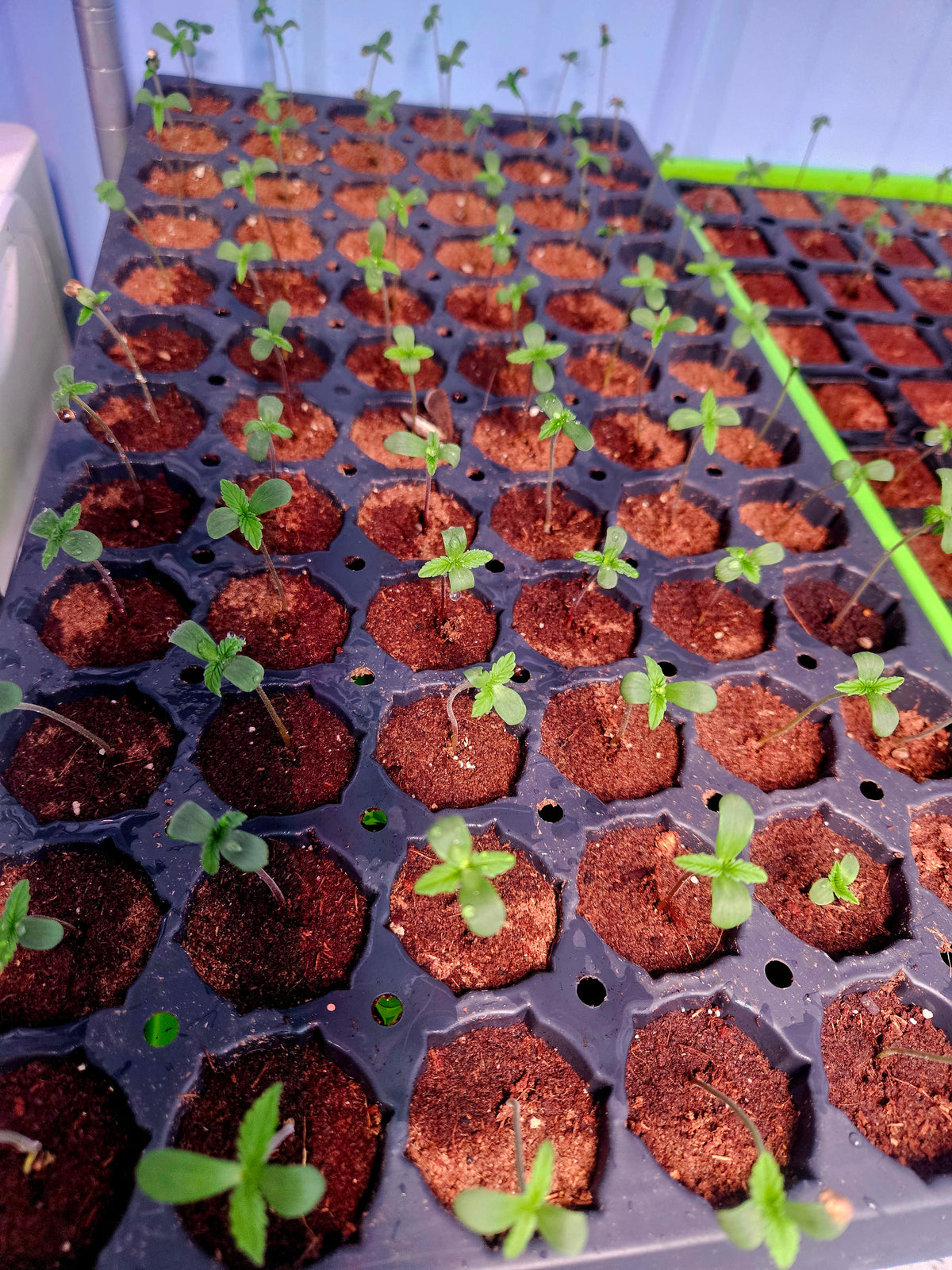 How to Grow Auto Feminized Seeds Indoors Successfully