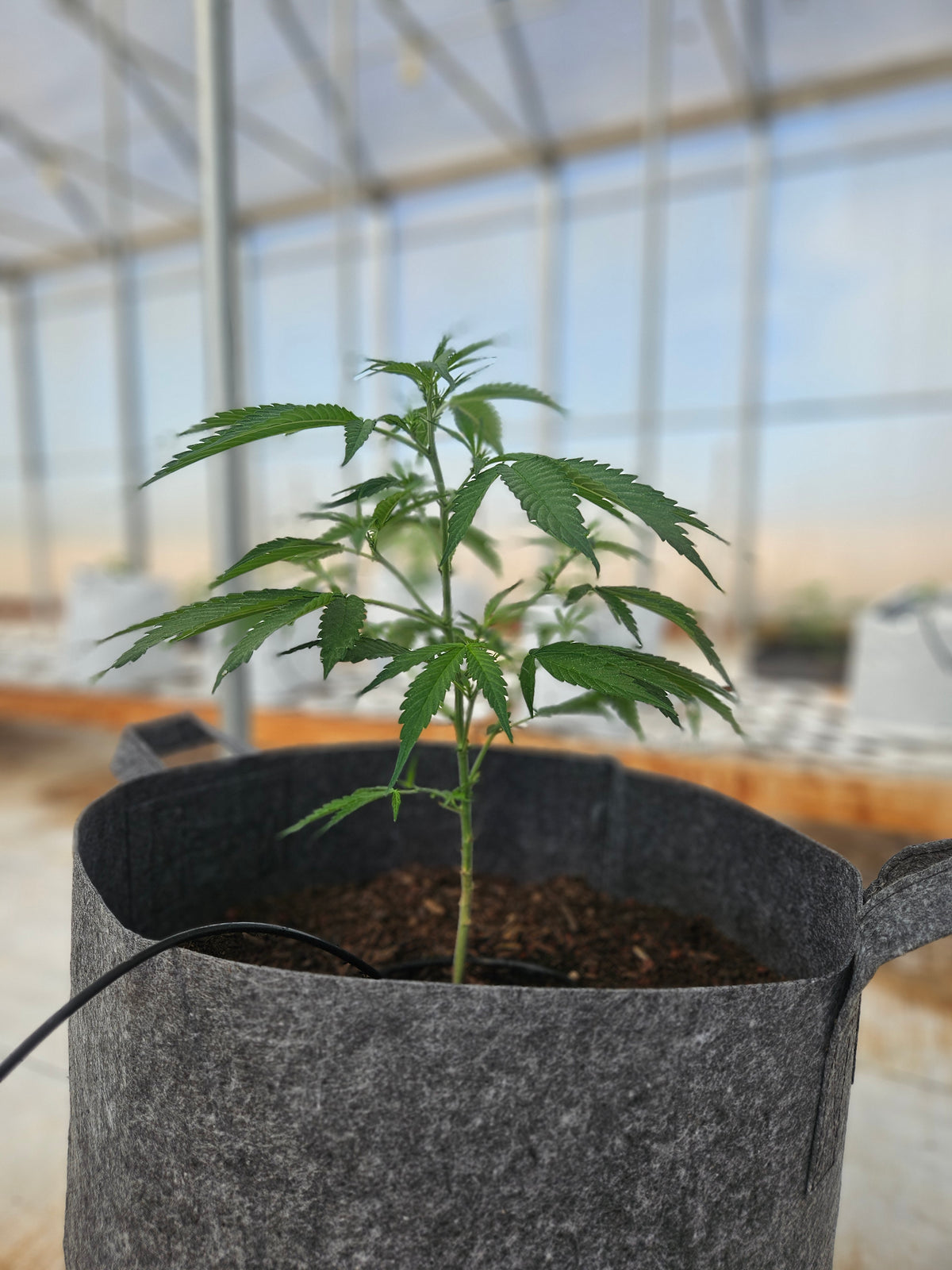 7 Good Seed Banks You Should Know (2024)