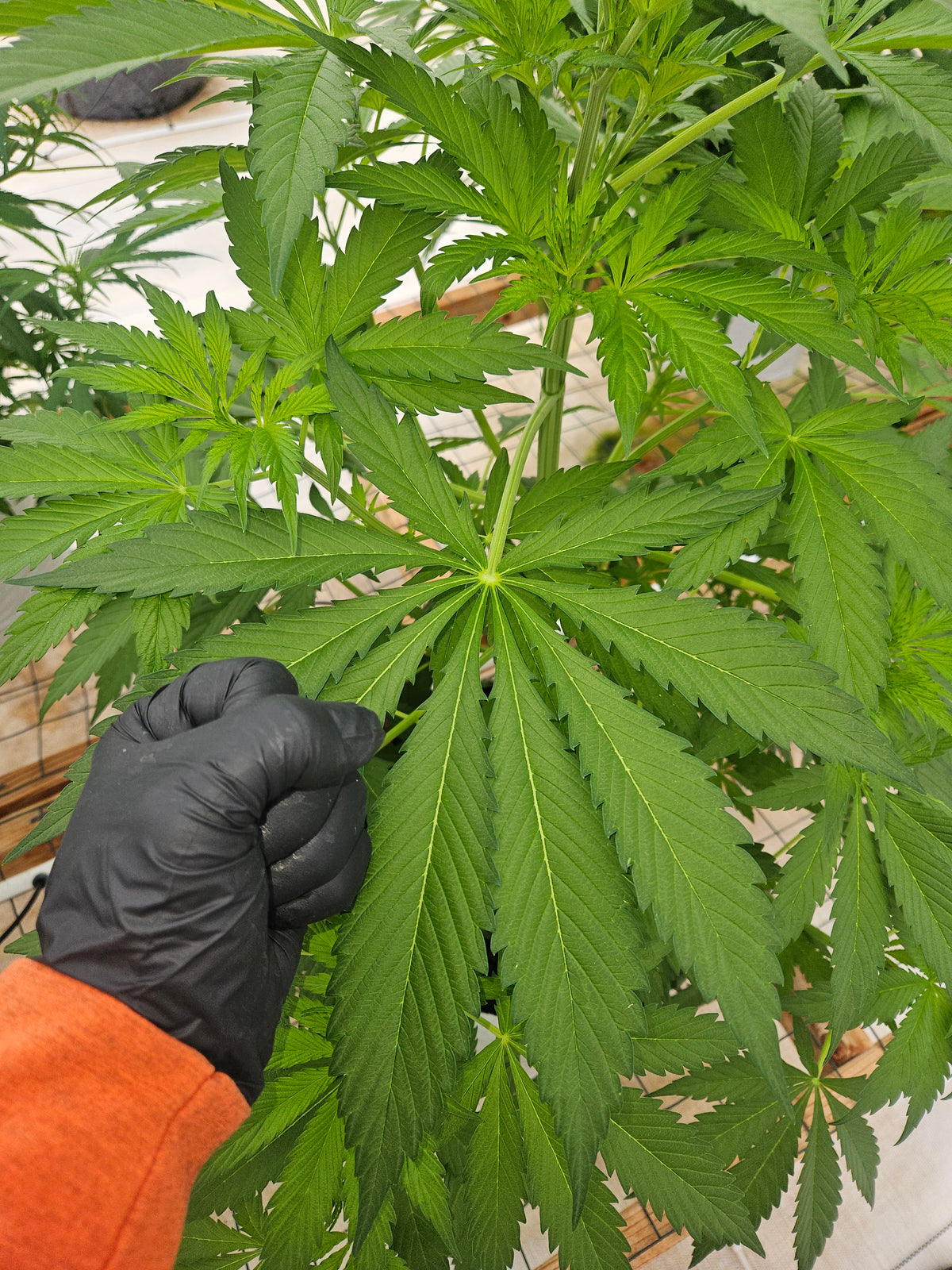The Ultimate Guide to 1:1 Cannabis Seeds