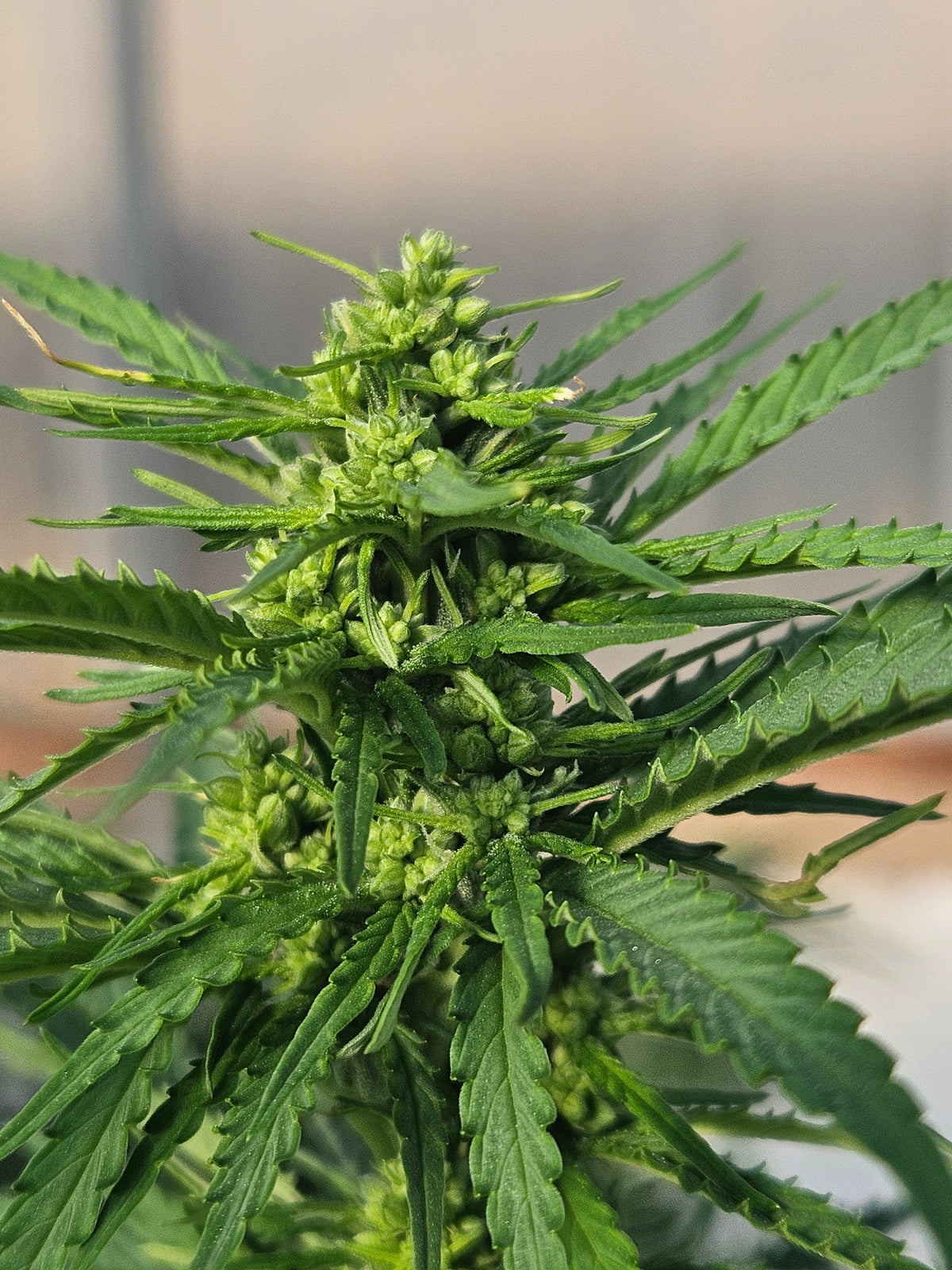 Auto Feminized Seeds: The Complete Grower's Guide