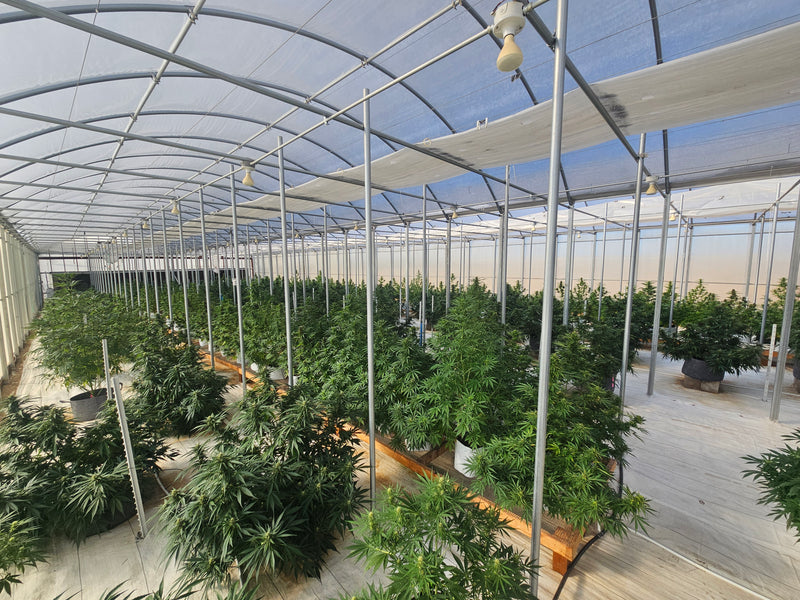 How to Germinate Autoflower Seeds: A Simple Guide
