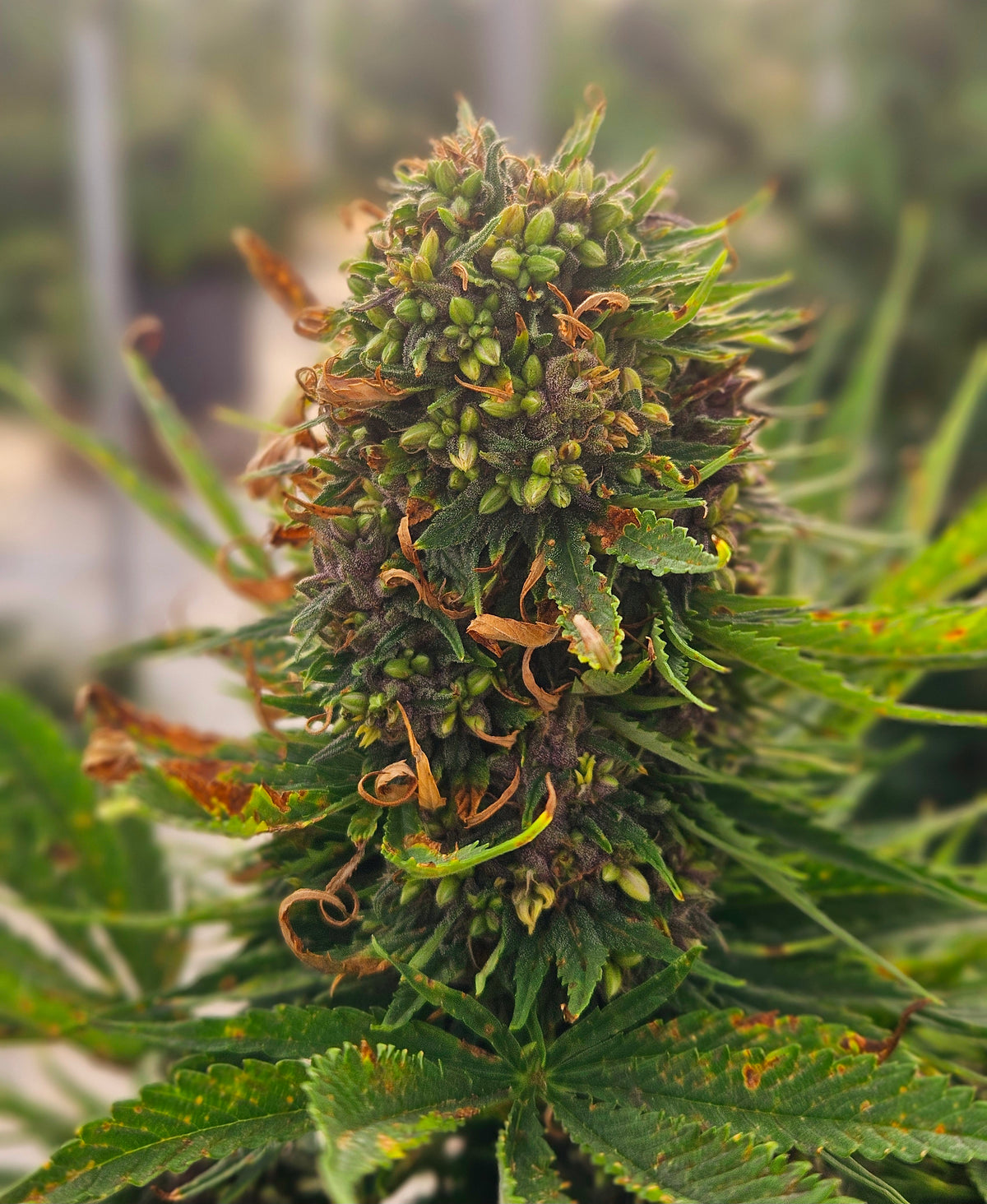 Why Did My Autoflower Produce Seeds? A Grower's Guide