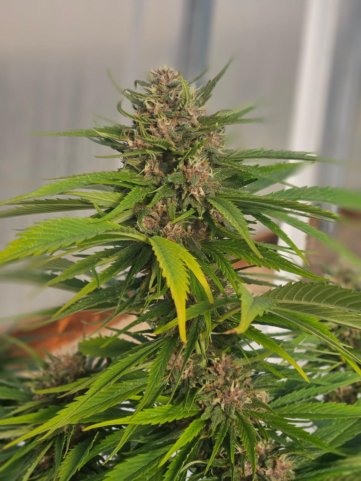 Growing Blue Dream Auto Seeds: A Complete Guide