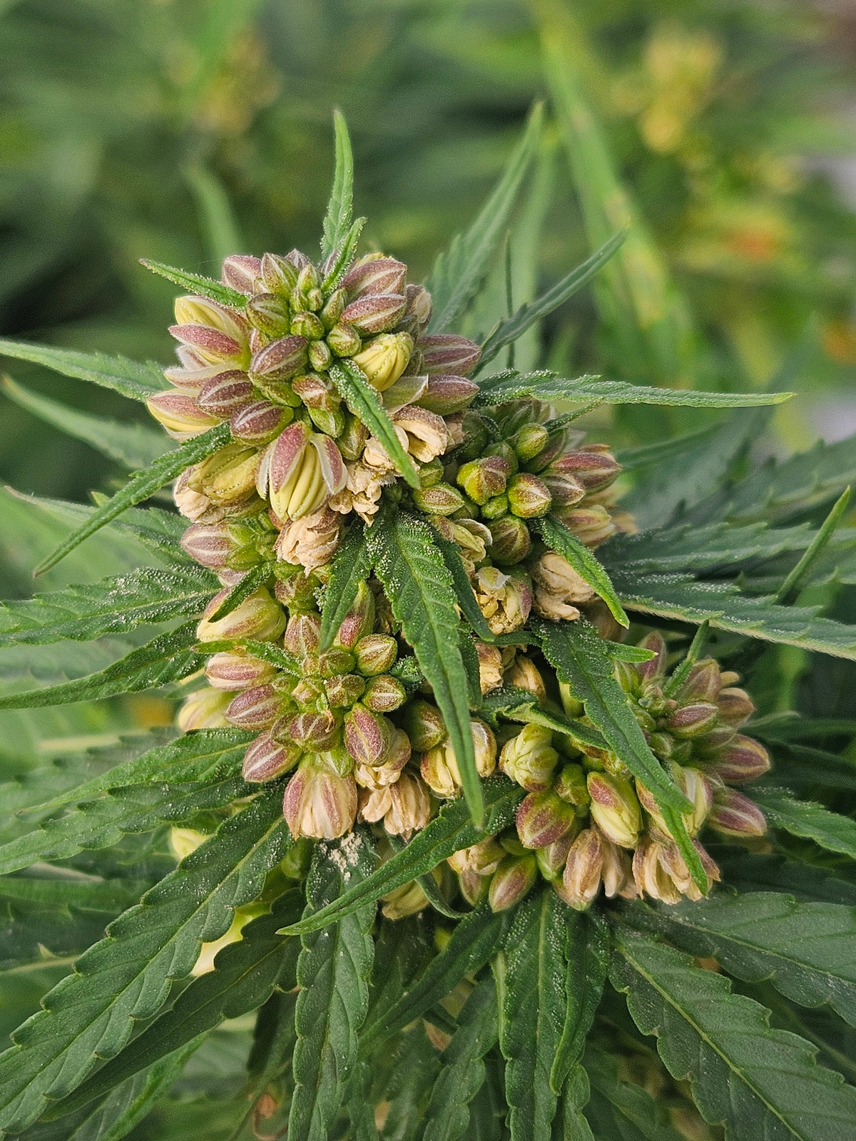 Growing Autoflowering Feminized Seeds Outdoors: A Complete Guide