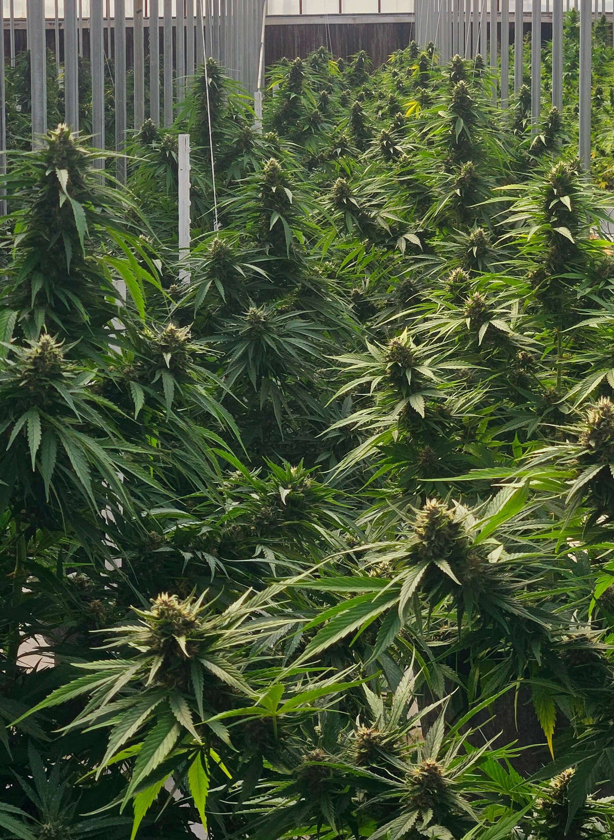 The Science Behind Triploid Cannabis Seeds: How Three Sets of Chromosomes Change the Game