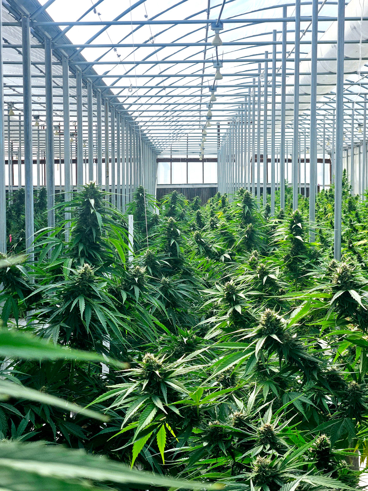 What is a Feminized Weed Seed? Pros, Cons & How to Grow