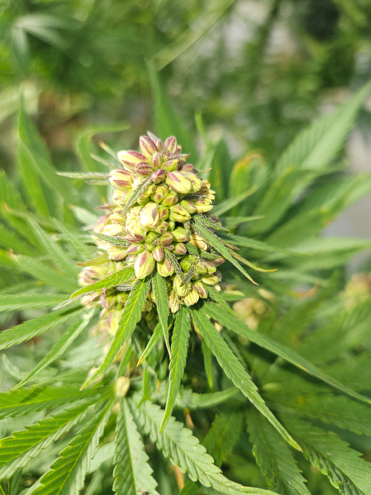 Best Autoflower Seed Company for You: Top Breeders Ranked
