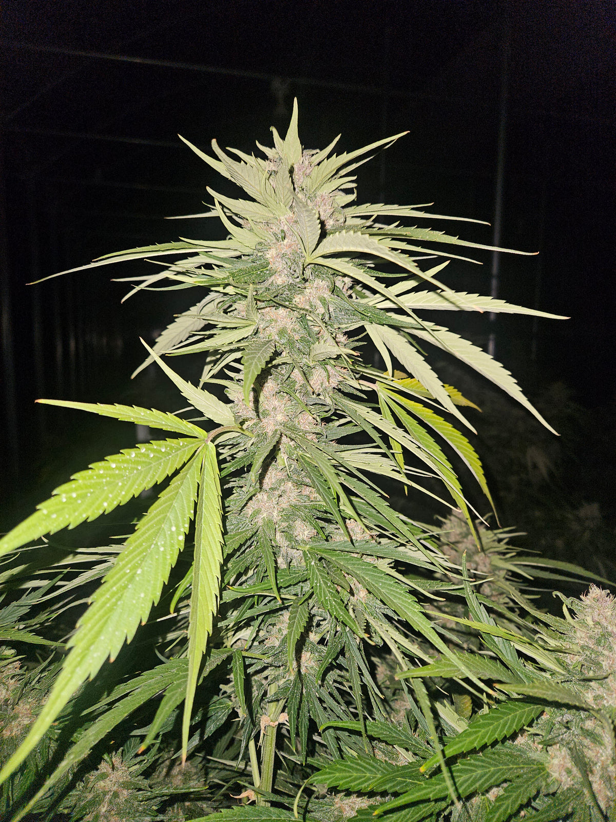 Best Super Autoflower Seeds for High Yields