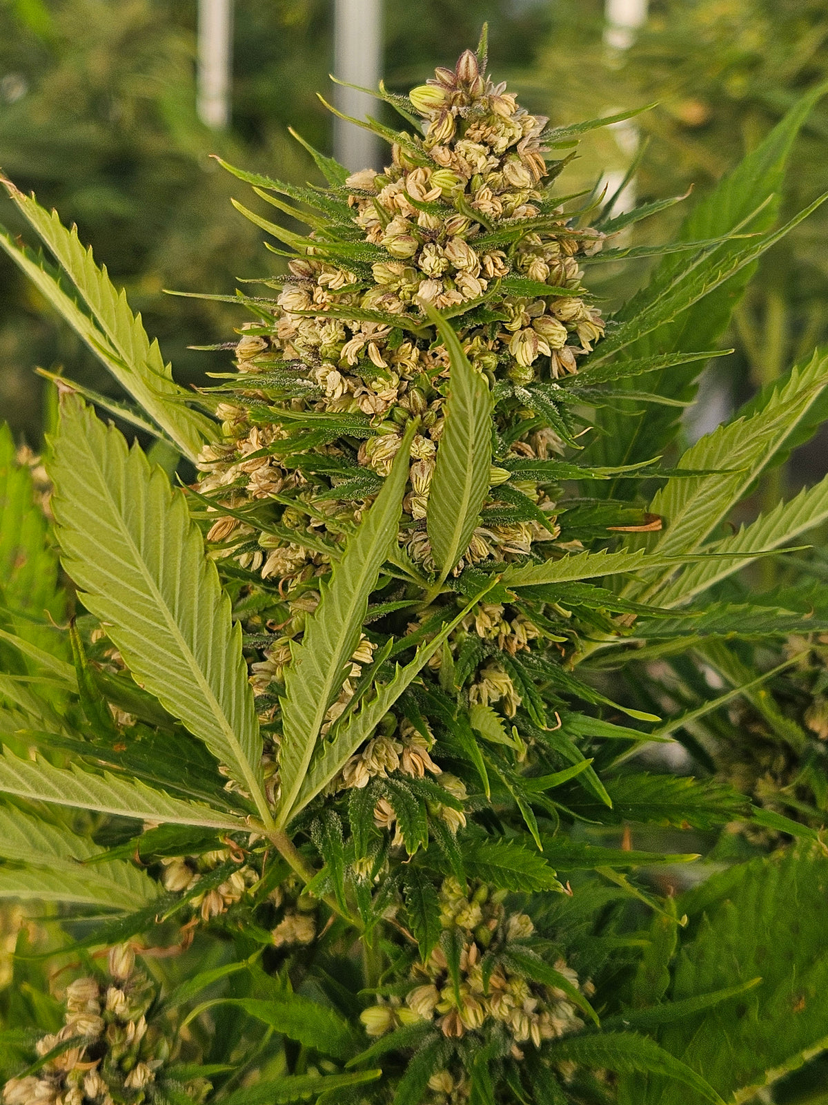 Your Complete Guide to THCA Autoflower Seeds