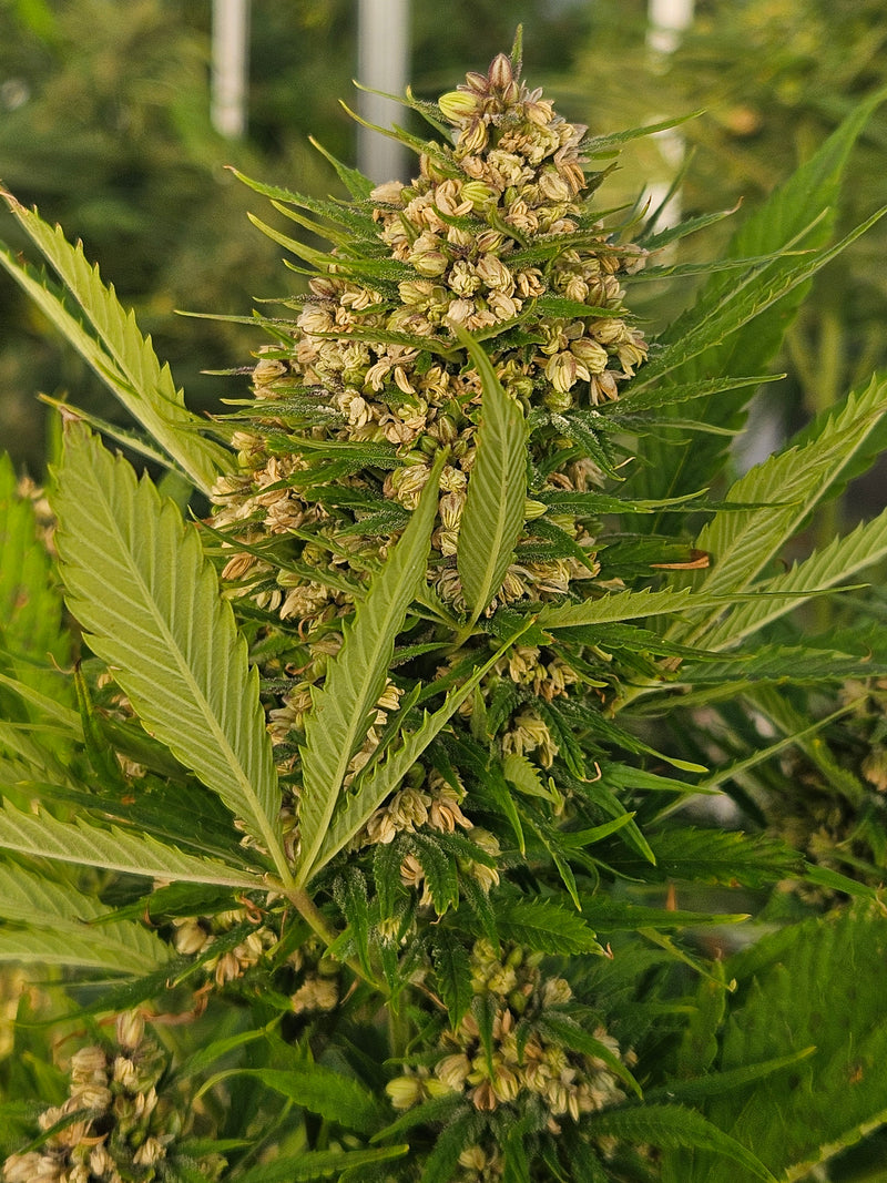 THCV Strain Seeds: Your Complete Grower's Guide