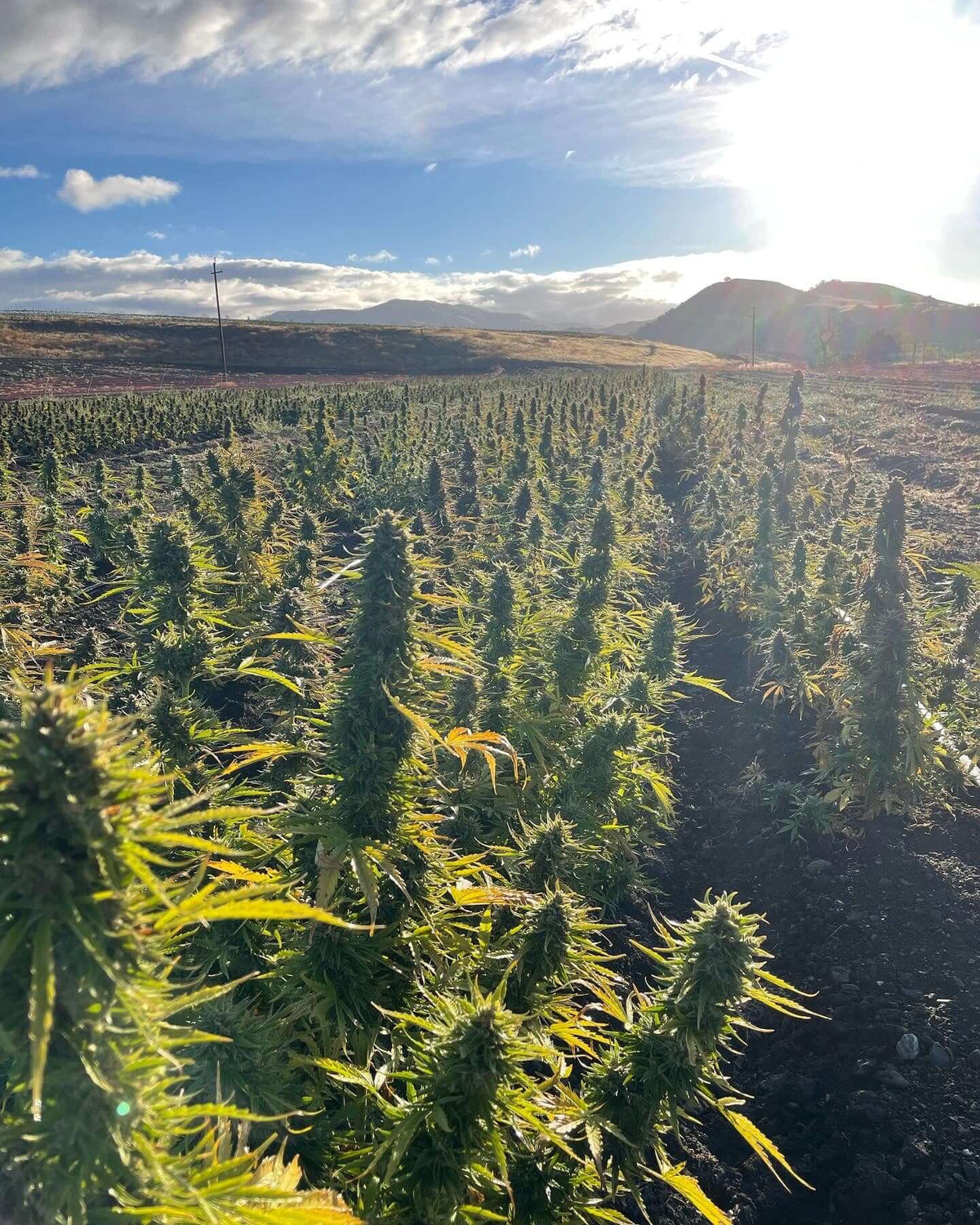 Trilogene's THCA Seeds: Revolutionizing the Cannabis Industry