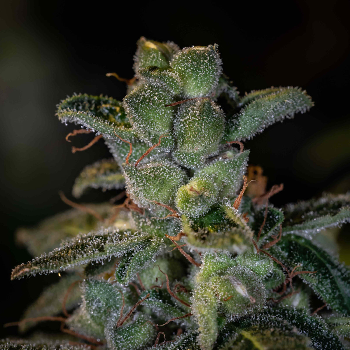 Tetraploid vs. Diploid Cannabis: A Grower's Guide