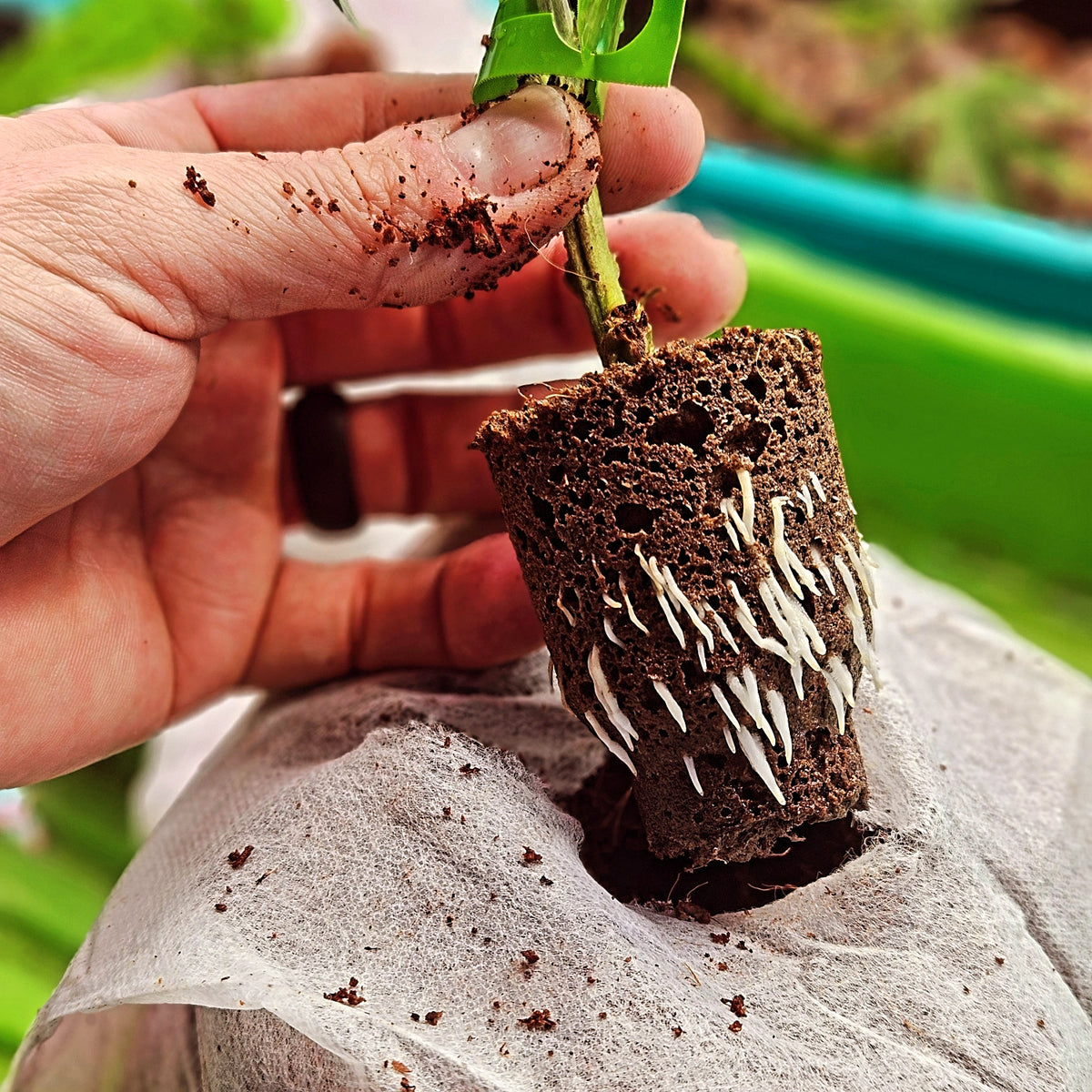 2:1 Cannabis Seeds: The Complete Buyer's Guide