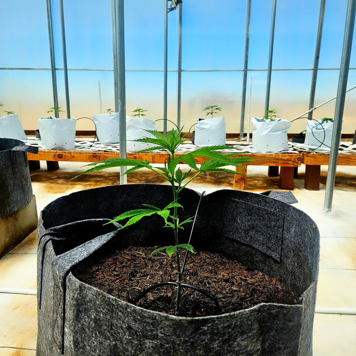 Zkittlez Autoflower: Easy Grow Guide (Seed to Harvest)