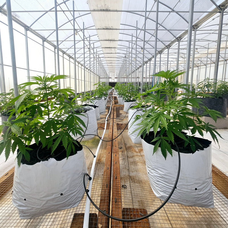 Feminized Seeds: The Complete Grower's Guide
