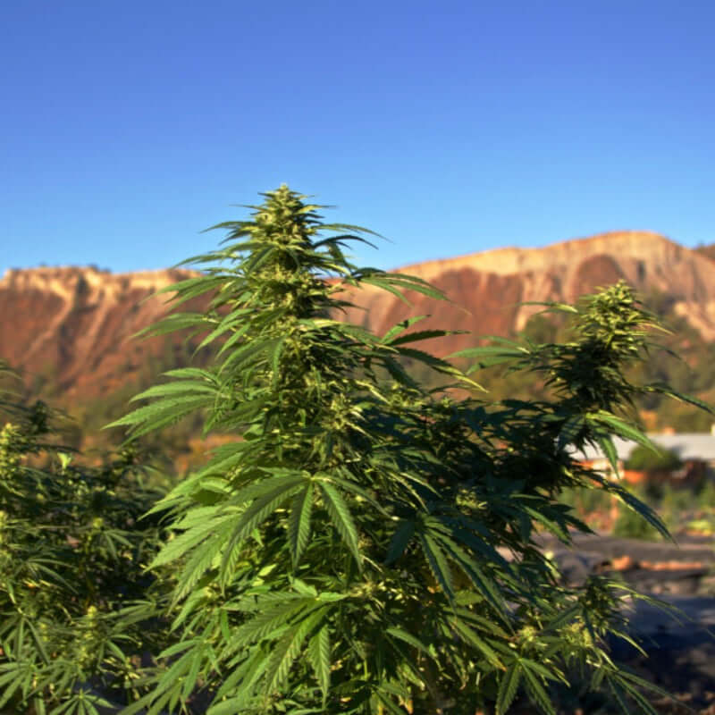 The Superiority of Growing Triploid Cannabis Seeds