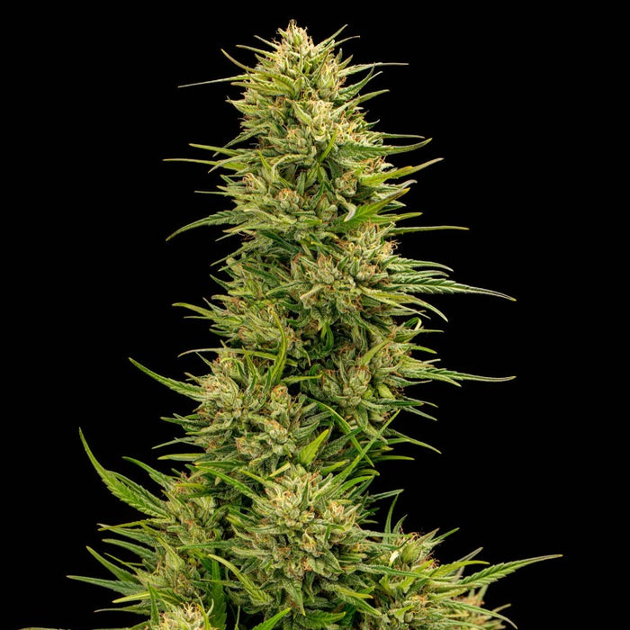 Bubba Gum CBD Seeds