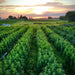 Biscotti Pippen Feminized Plants in Field