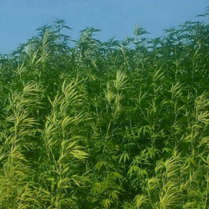 Jin Ma Hemp Seeds
