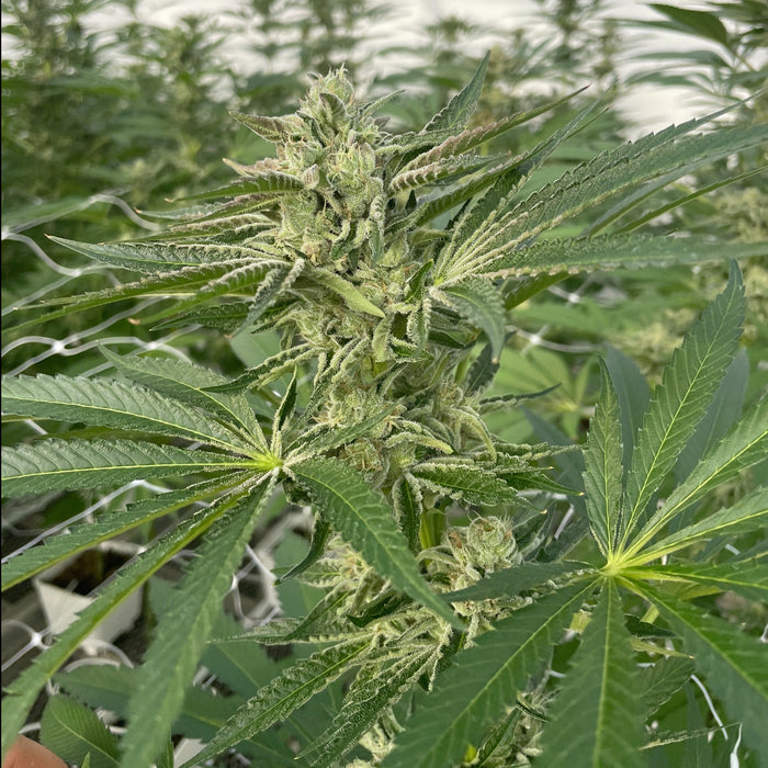 Latte Lato Feminized Cannabis Seeds