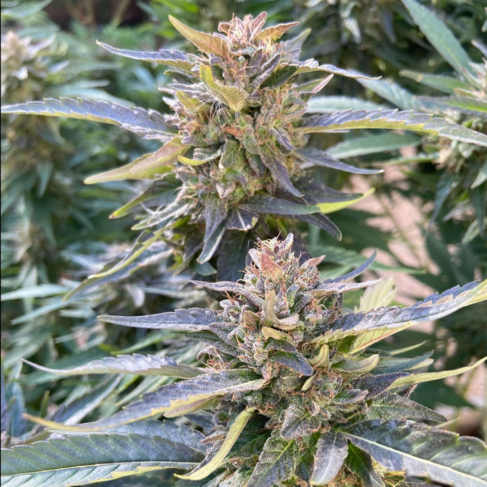 Rise N Shine CBD Seeds